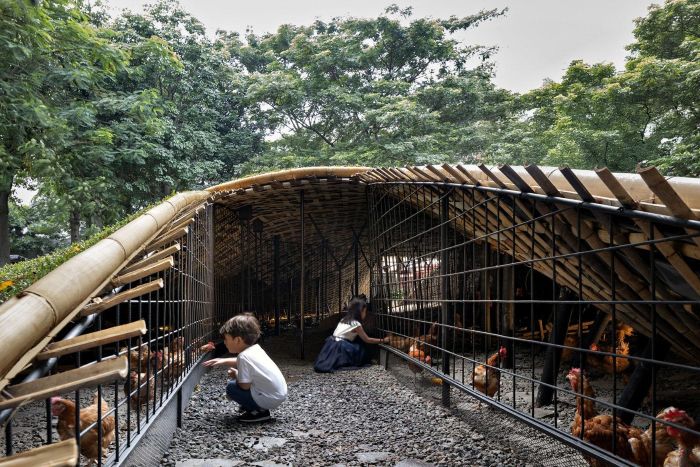 Anak-anak memberi makan kepada ayam di proyek Chicken Hero Pavilion, Jakarta. (Foto: RAD+ar)